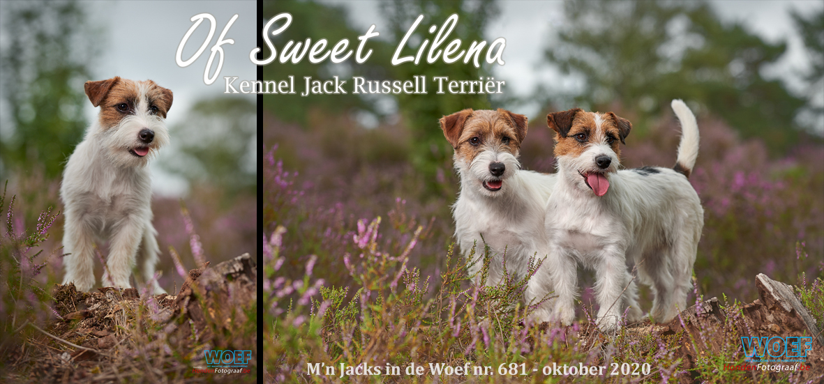 Onze honden in de Woef